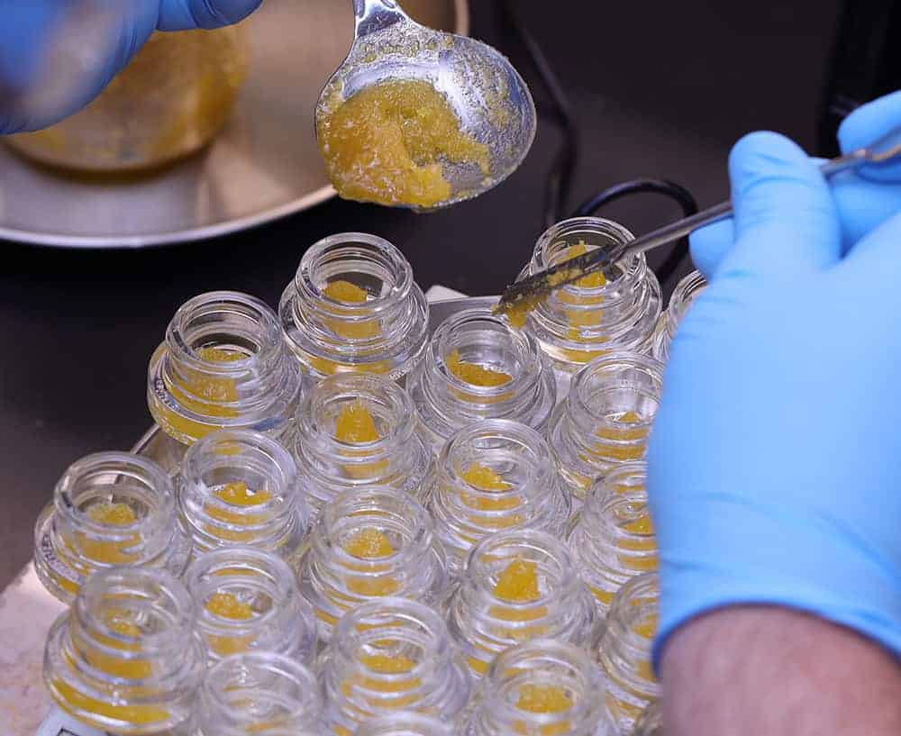 Live resin carefully spooned by a technician into individual jars.