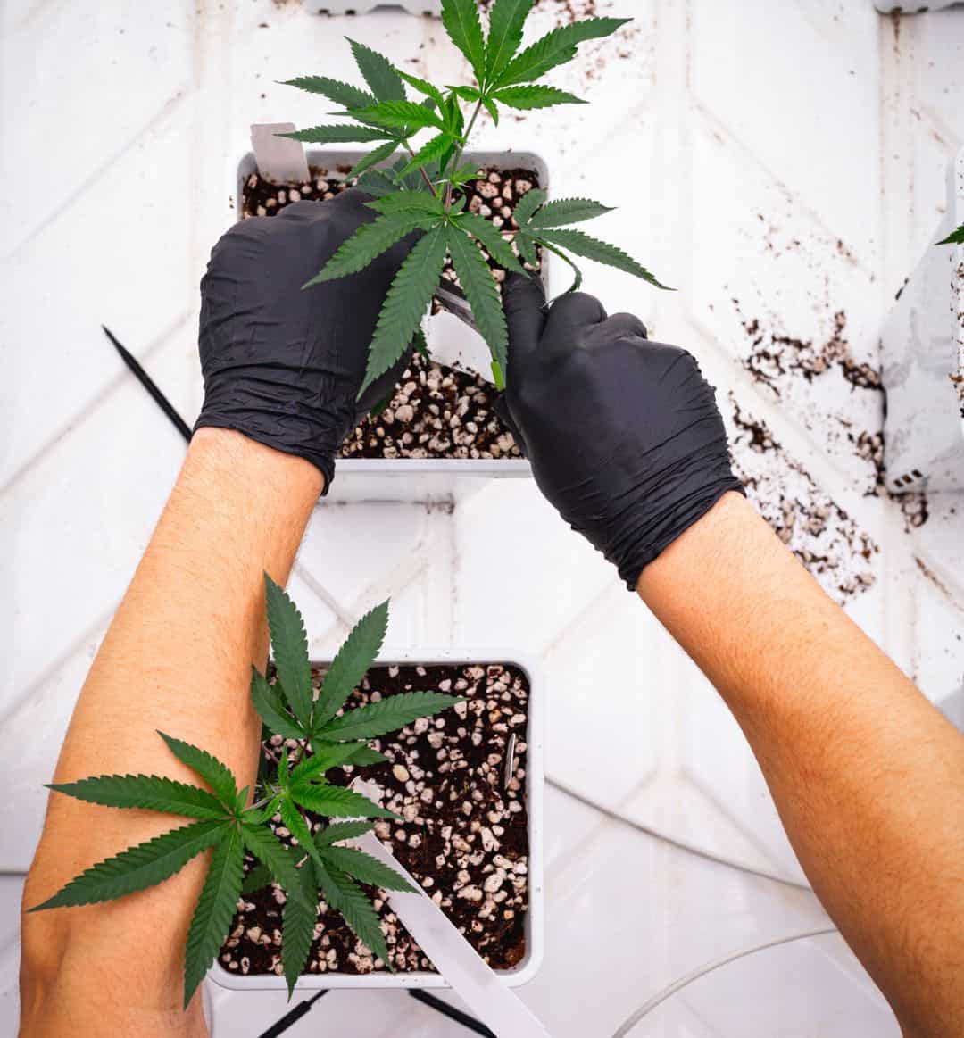 Cannabis plant seedlings being trimmed.