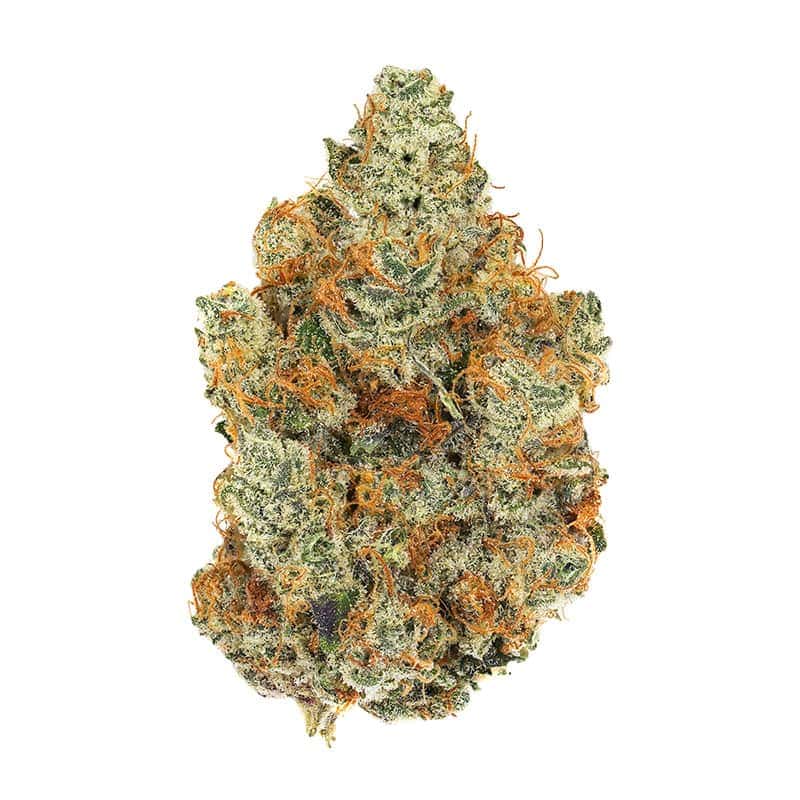 T&T BananaPudding, a strain thats high in linalool, on a white background. 