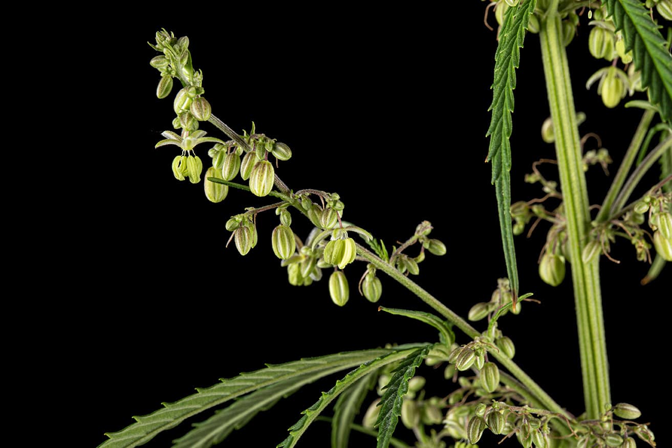 A Male cannabis plant, isolated on a black background.