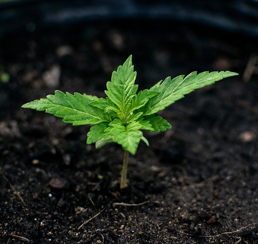 Closeup shot of cannabis seedling.