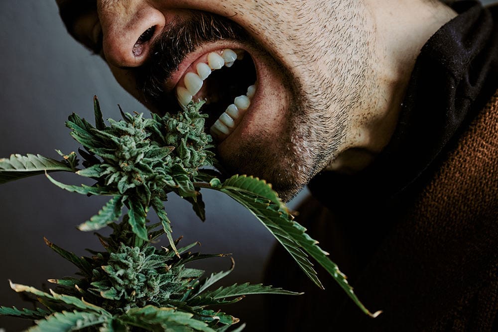 detail shot of a young man smelling smoking and biting a cannabis plant.