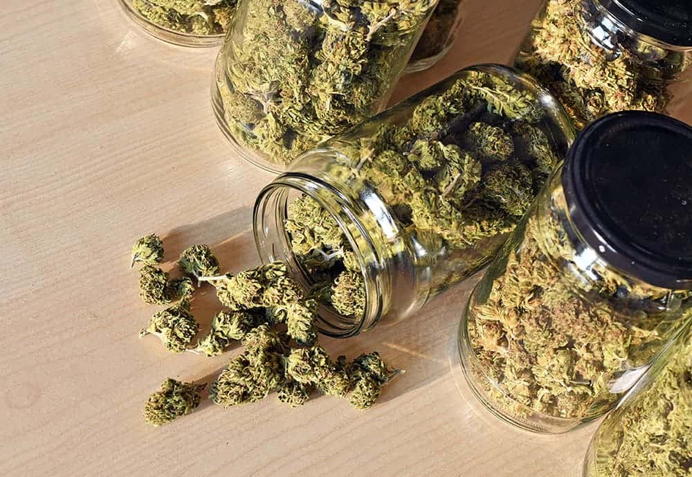 dry and trimmed cannabis buds stored in a glas jar 2023 11 27 05 27 56 utc copy