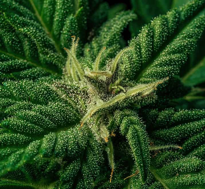 Extremely macro of the cannabis hemp plant with trichomes.