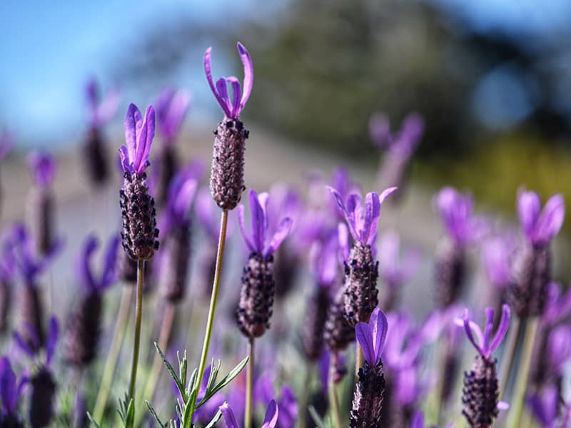flowering lavender flowers rich in Linalool.