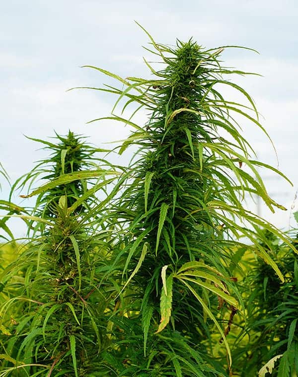 Fruit stand of a hemp plant growing on a farm.