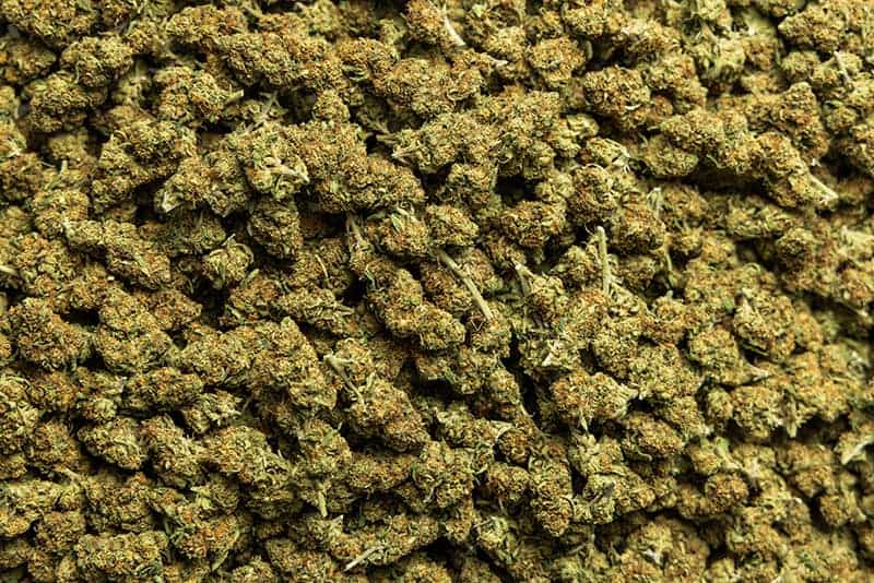 marijuana buds in a giant pile on a table.